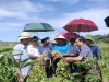 Một số hình ảnh tại buổi đánh giá năng suất cây lạc trồng xen cây sắn