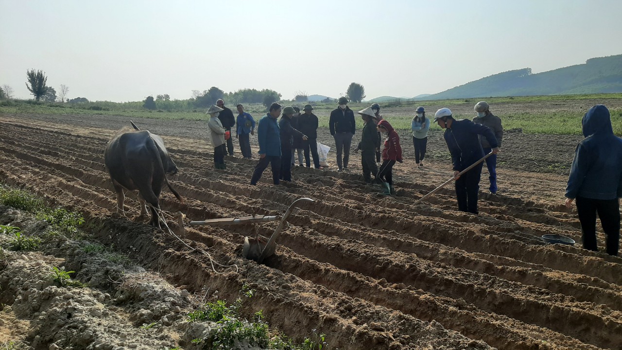 Triển khai mô hình trồng mía giống trên địa bàn xã Thành Sơn